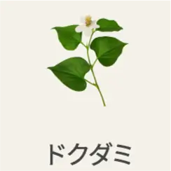 ドクダミ