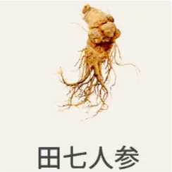 田七人参