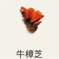牛樟芝