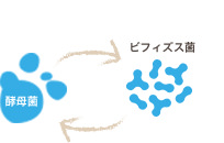 ビフィズス菌 酵母菌