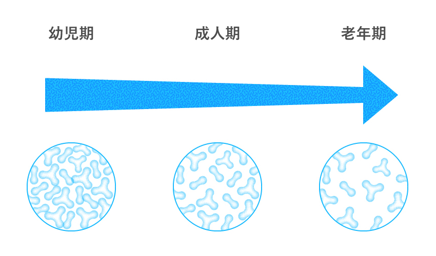 幼児期、成人期、老年期と徐々に減少します