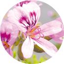 ニオイテンジクアオイ花油